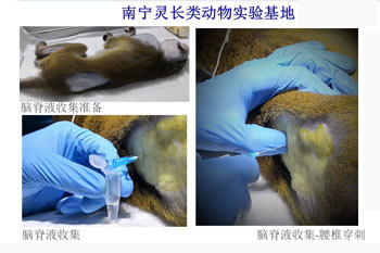 Primate Nasal and Brain Drug Delivery Lab