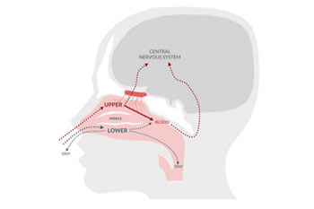 Nasal and brain drug delivery technology platform